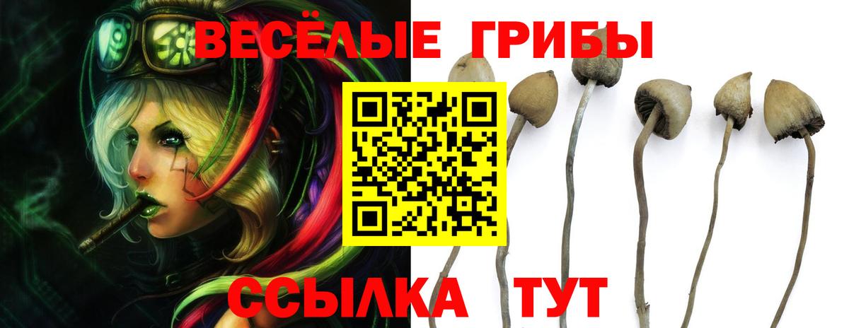 Псилоцибиновые грибы Cubensis  Галлюциногенные грибы мухоморы  Ярославль  Вход с VPN 
